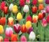 Gardening Tip General tasks and garden care