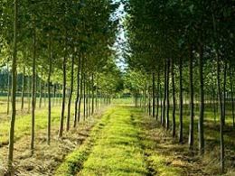 Tree & Hedge Planting Service Country Lane Landscaping