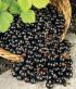 Gardening Tip Gardening tips for July