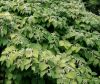 Knotweed Control Service